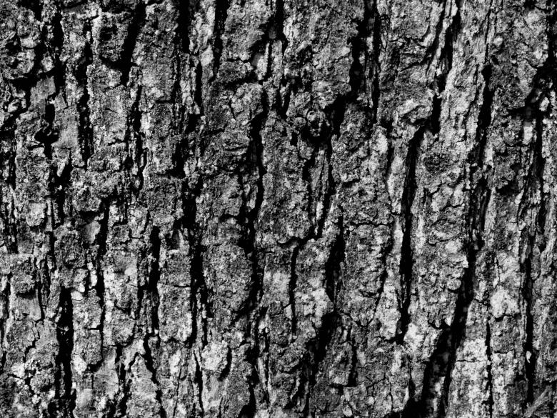 Free stock image of Wooden crust created by Alen
