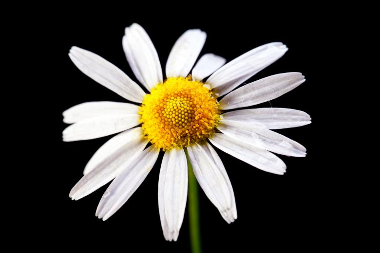 Free stock image of Beautiful flower created by 2happy