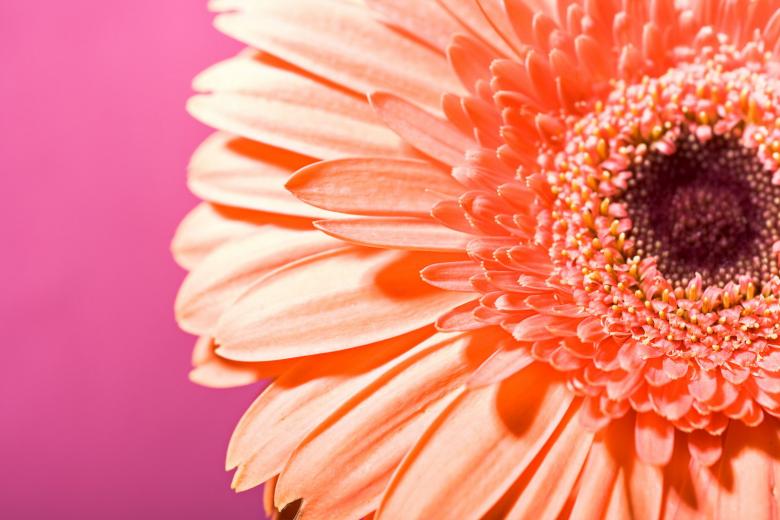 Free stock image of flower background created by 2happy