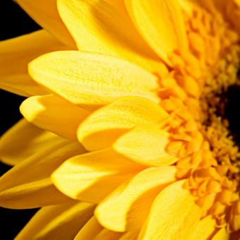 Yellow Sunflower Close Up - Free Stock Photo