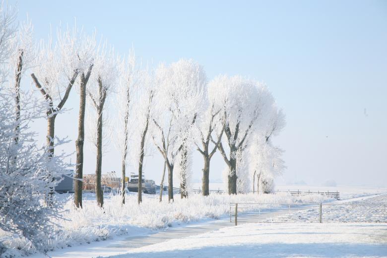 Free stock image of Winter Trees created by Ed Sanders