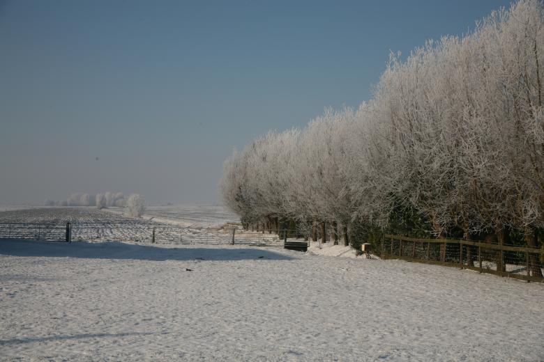 Free stock image of Winter Trees created by Ed Sanders