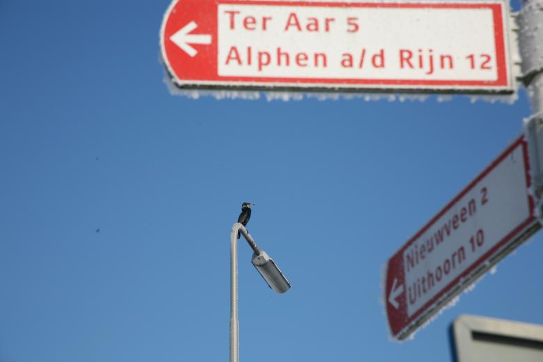Free stock image of Aalscholver zoekt de weg created by Ed Sanders