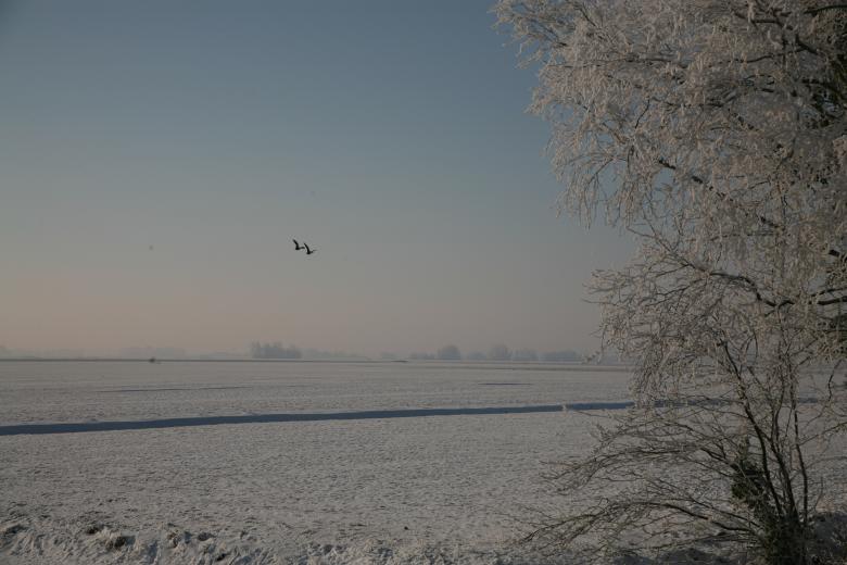 Free stock image of Tree in the Snow created by Ed Sanders