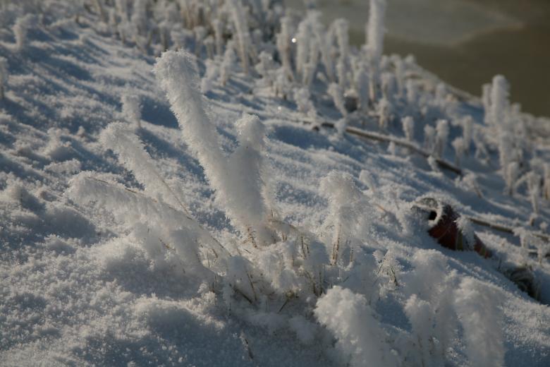 Free stock image of Besneeuwde riet created by Ed Sanders