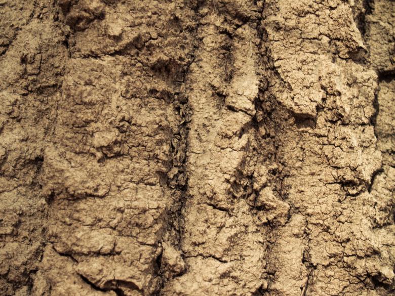 Free stock image of Wood crust created by Alen
