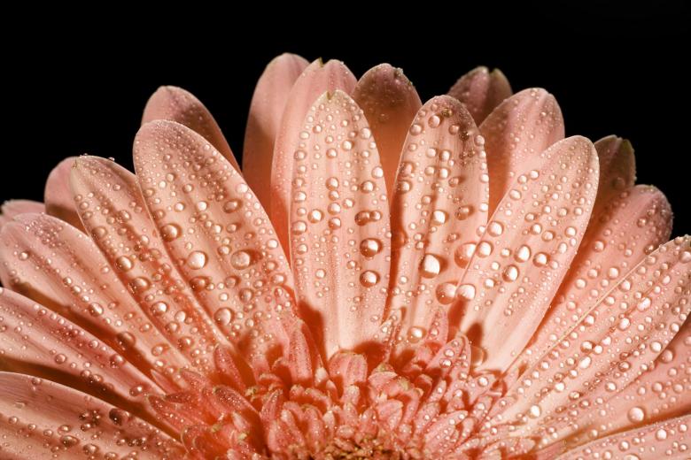 Free stock image of flower  created by 2happy