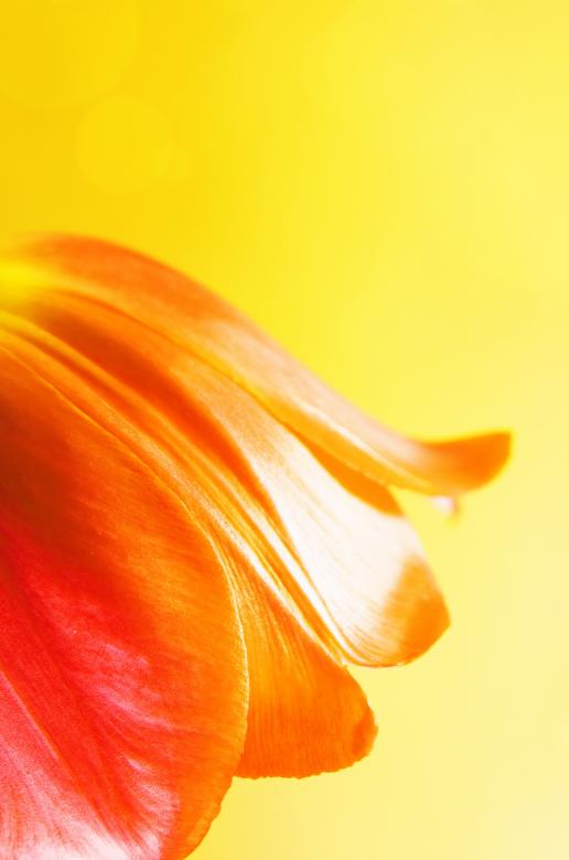 Free stock image of flower created by 2happy