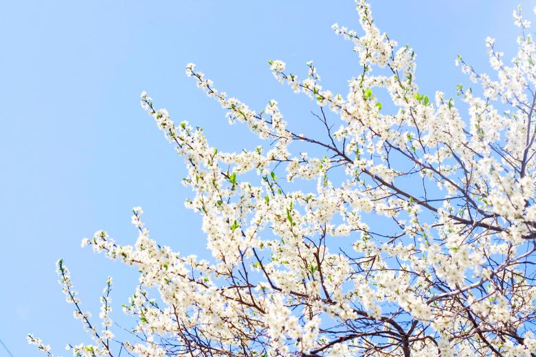 Free stock image of flowers  created by 2happy