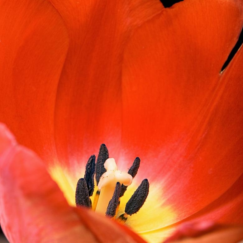 Free stock image of tulip created by 2happy