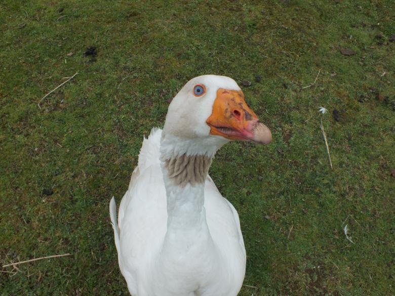 Free stock image of Goose created by Stephan Gerlach