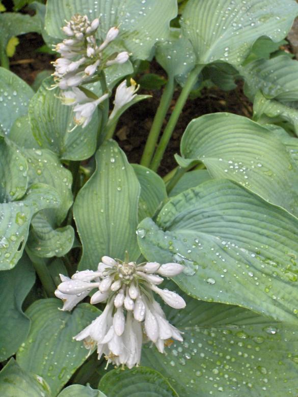 Free stock image of Hosta Bressingham created by Tanua