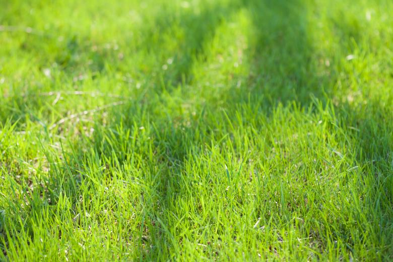 Free stock image of Green Grass created by 2happy