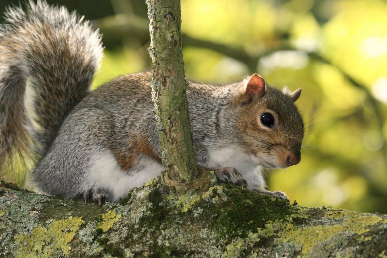 Free stock image of Squirrel created by Lee-Anne Rafferty-Evans