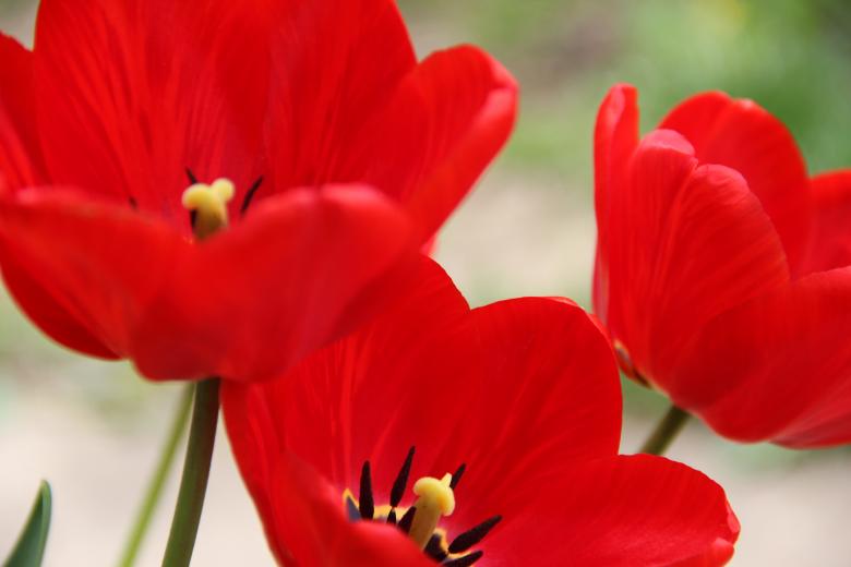 Free stock image of Red tulips created by Nikola Arezina
