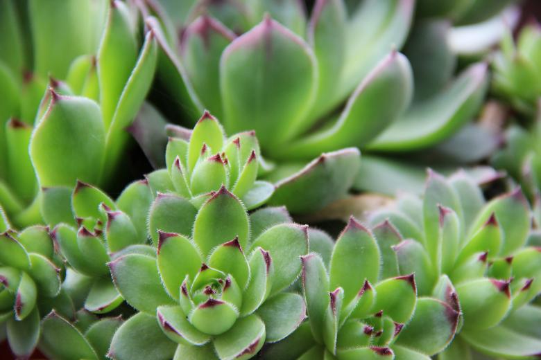 Free stock image of Common houseleek created by Nikola Arezina