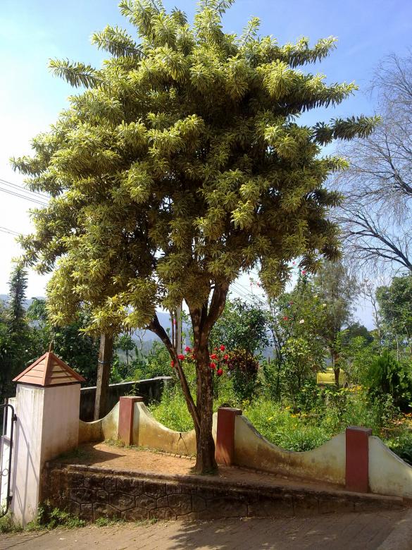 Free stock image of A tree created by Tona sam