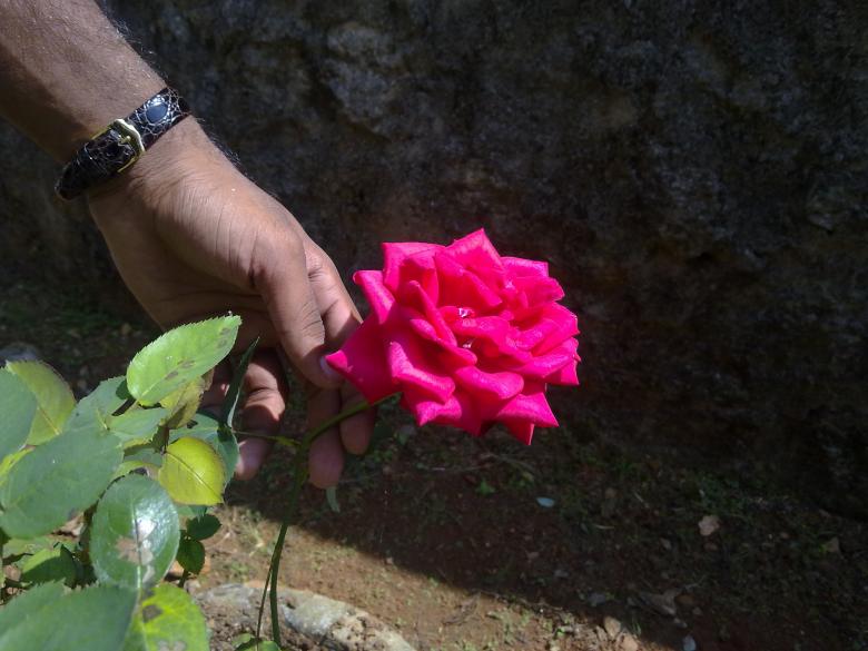 Free stock image of A Rose flower created by Tona sam