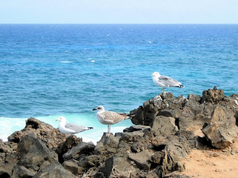 Free stock image of Beach in the Canary Islands created by David Pellon