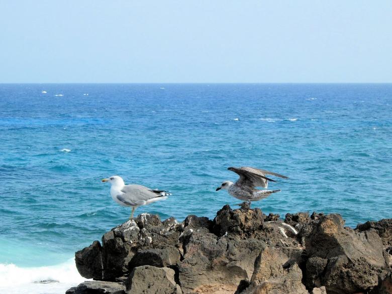 Free stock image of Beach in the Canary Islands created by David Pellon