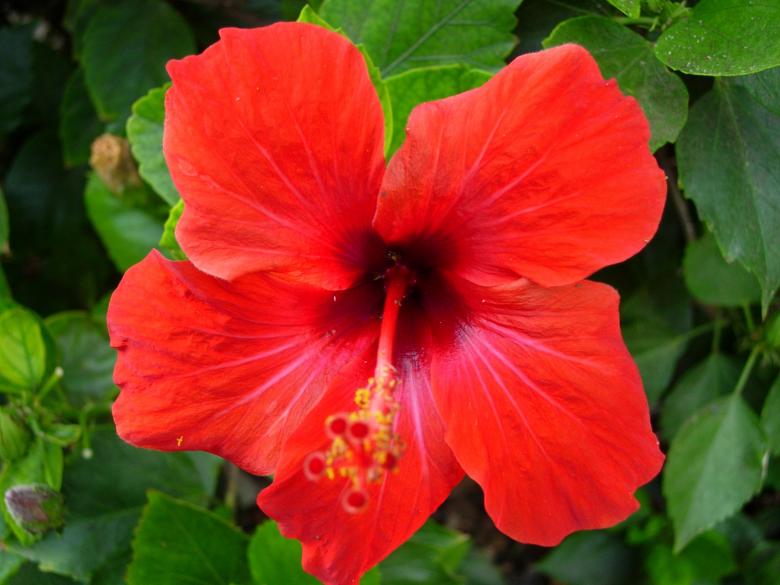 Free stock image of Red Flower created by David Pellon