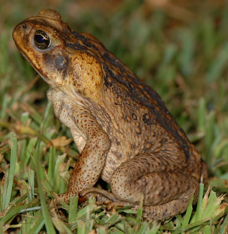 Free stock image of Wild Frog Closeup created by  Infanteri Mantis 