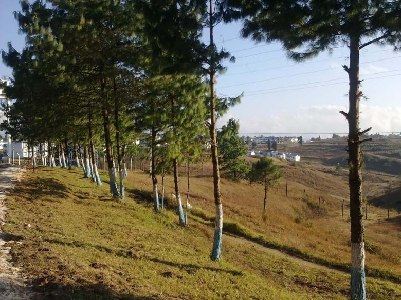 Free stock image of Trees by a roadside created by Bijit sharma
