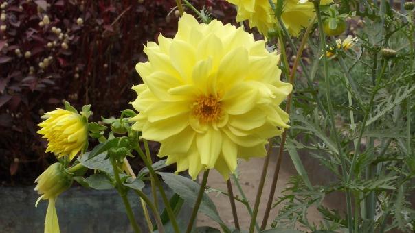 Free Stock Photo of A dahlia in a garden