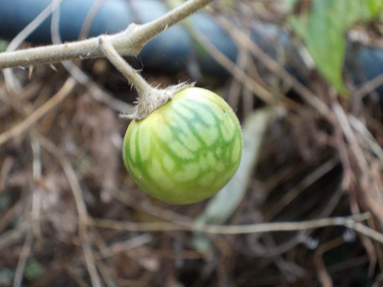 Free stock image of A fruit created by Bijit sharma