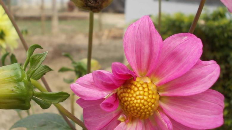 Free stock image of Pink flower created by Bijit sharma