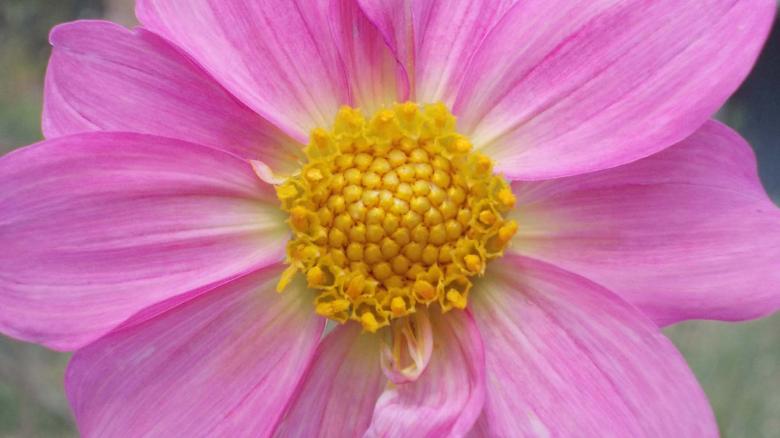Free stock image of Pink dahlia created by Bijit sharma