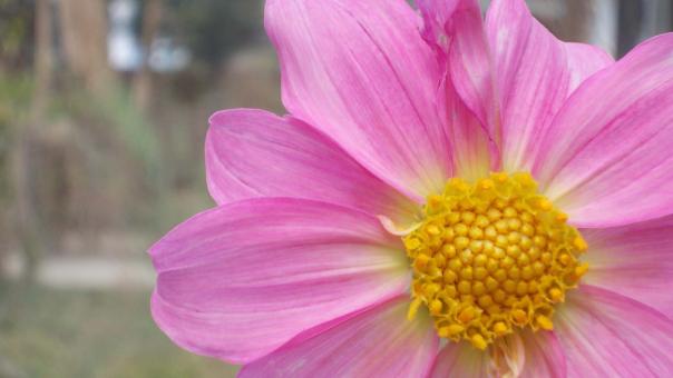 Pink dahlia flower