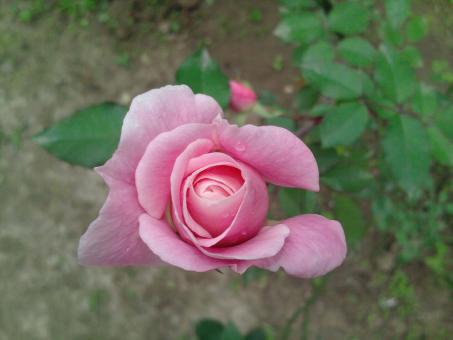 Pink flower - Free Stock Photo