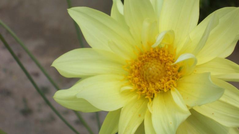 Free stock image of Yellow flower created by Bijit sharma