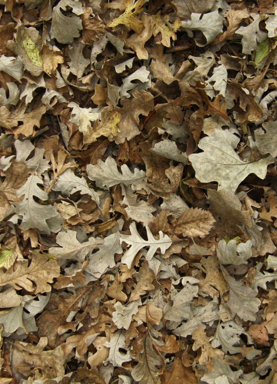 Free stock image of Fallen Leaves Texture created by Free Texture Friday