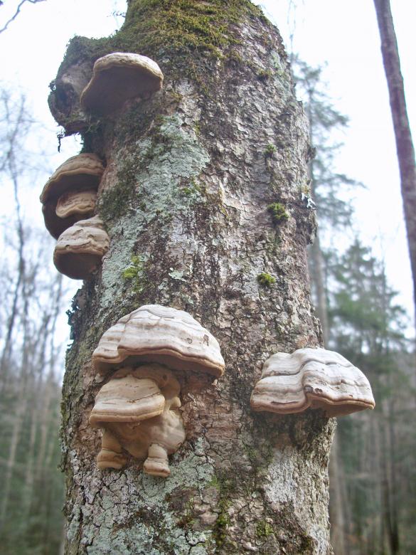 Free stock image of The Trunk created by Nature Girl