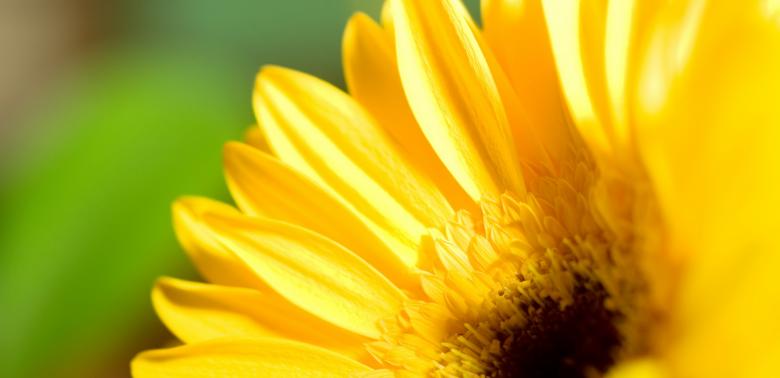 Free stock image of Yellow flower created by 2happy