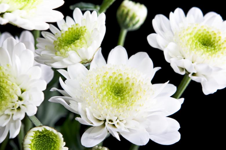 Free stock image of White flowers created by 2happy