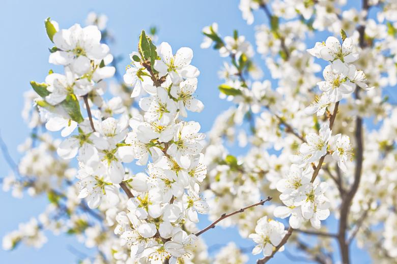 Free stock image of Spring flowers created by 2happy