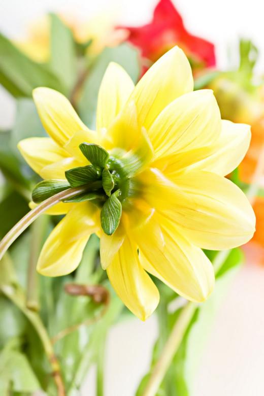 Free stock image of Spring flower created by 2happy