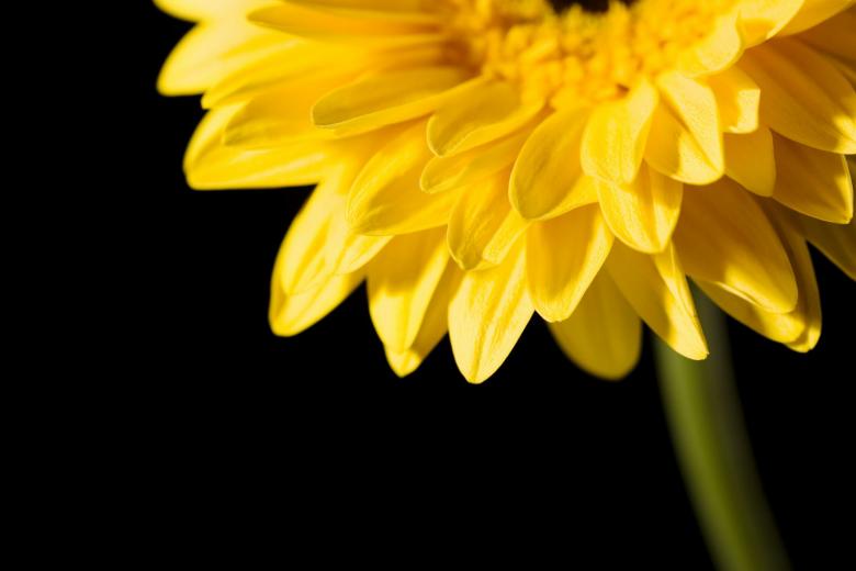 Free stock image of Yellow flower created by 2happy