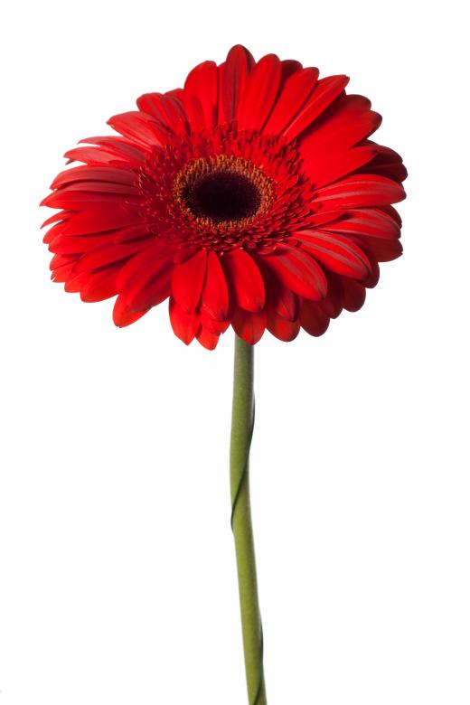 Free stock image of Red flower created by 2happy