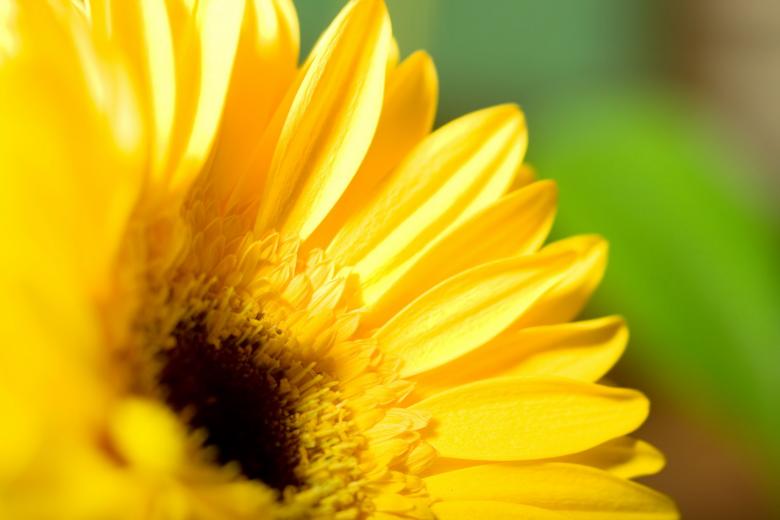 Free stock image of Yellow flower created by 2happy