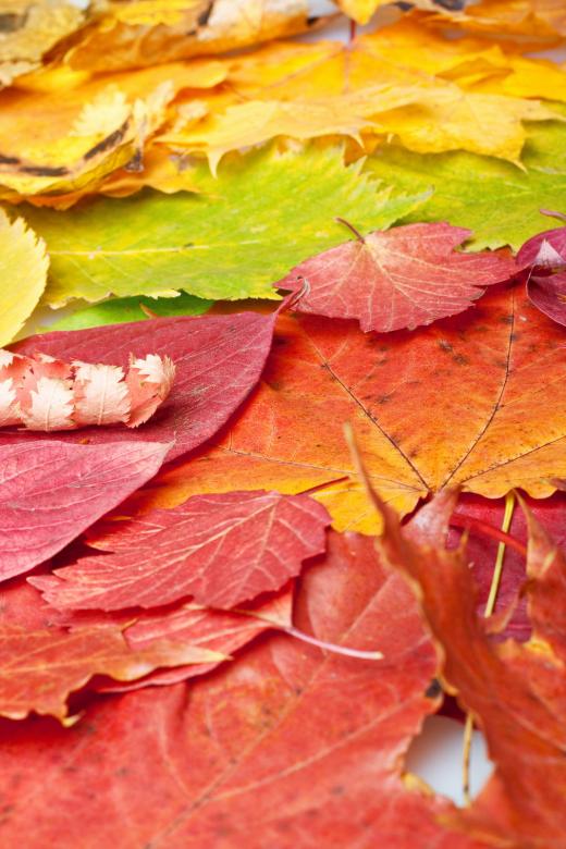 Free stock image of autumn leaves created by 2happy