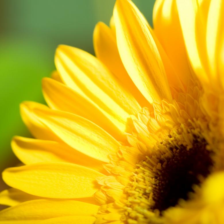 Free stock image of Gerbera Close-up created by 2happy