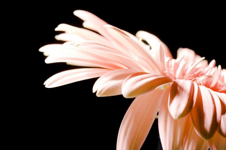 Free stock image of gerbera created by 2happy