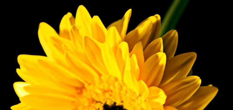 Free stock image of gerbera created by 2happy