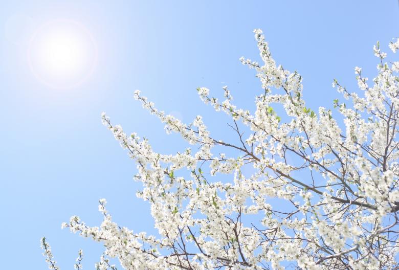 Free stock image of Spring Background - Sun and Blossoms created by 2happy