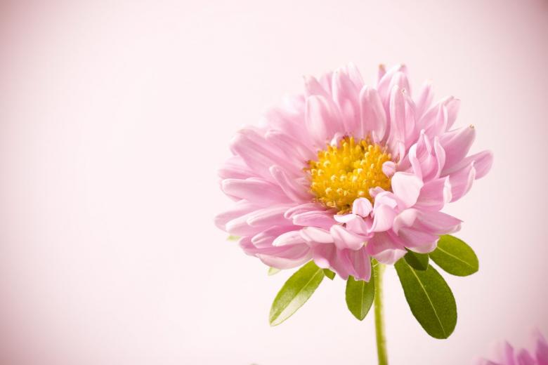 Free stock image of Pink flower created by 2happy