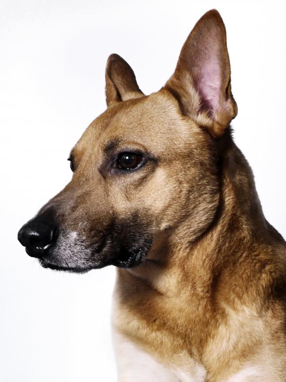 Free stock image of German Shepherd dog created by Luka